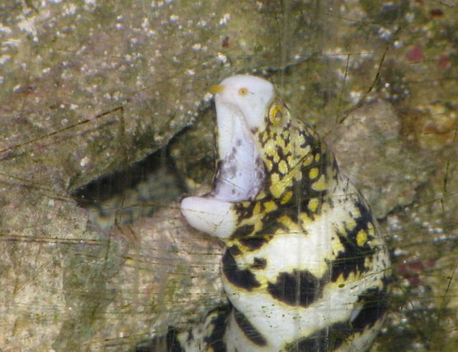 saltwater fish - echidna nebulosa - snowflake eel stocking in 110 gallons tank - snowflake eel saltwater fish - echidna nebulosa - snowflake eel stocking in 110 gallons tank - snowflake eel