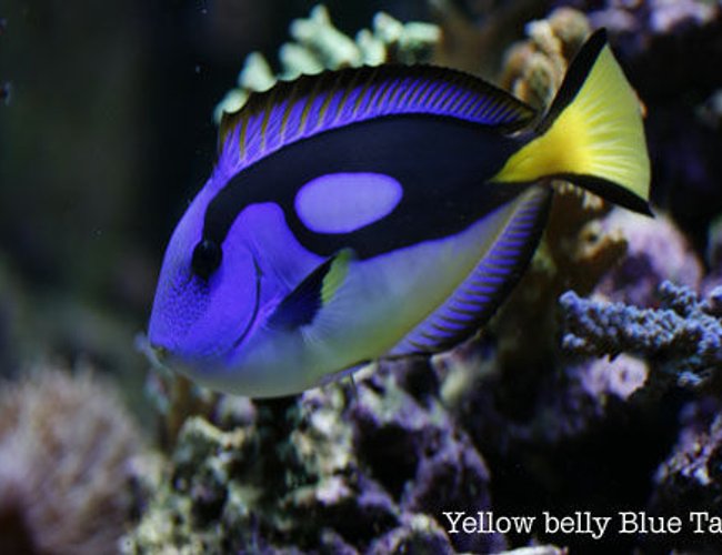 saltwater fish - paracanthurus hepatus var. - blue & yellow hippo tang stocking in 120 gallons tank - African yellow belly blue tang saltwater fish - paracanthurus hepatus var. - blue & yellow hippo tang stocking in 120 gallons tank - African yellow belly blue tang