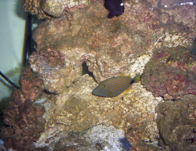 saltwater fish - balistapus undulatus - undulate triggerfish stocking in 60 gallons tank - n/a saltwater fish - balistapus undulatus - undulate triggerfish stocking in 60 gallons tank - n/a