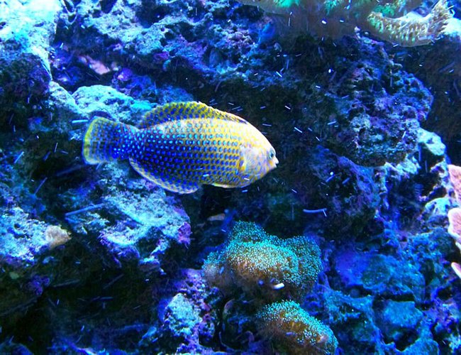 saltwater fish - macropharyngodon meleagris - leopard wrasse stocking in 75 gallons tank - Potter's Leopard Wrasse saltwater fish - macropharyngodon meleagris - leopard wrasse stocking in 75 gallons tank - Potter's Leopard Wrasse