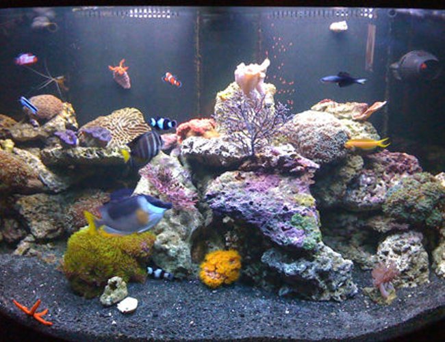 saltwater fish - siganus magnifica - magnificent foxface stocking in 144 gallons tank - My tank with the new black substrate saltwater fish - siganus magnifica - magnificent foxface stocking in 144 gallons tank - My tank with the new black substrate