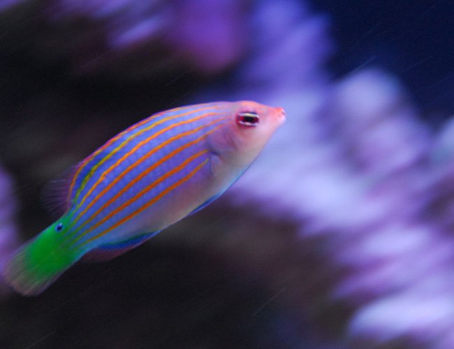 saltwater fish - pseudocheilinus hexataenia - six line wrasse stocking in 20 gallons tank - Six line wrasse. saltwater fish - pseudocheilinus hexataenia - six line wrasse stocking in 20 gallons tank - Six line wrasse.