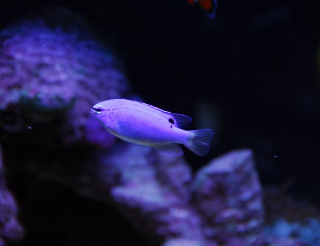 saltwater fish - chrysiptera cyanea - blue damselfish stocking in 20 gallons tank - Blue devil damsel saltwater fish - chrysiptera cyanea - blue damselfish stocking in 20 gallons tank - Blue devil damsel