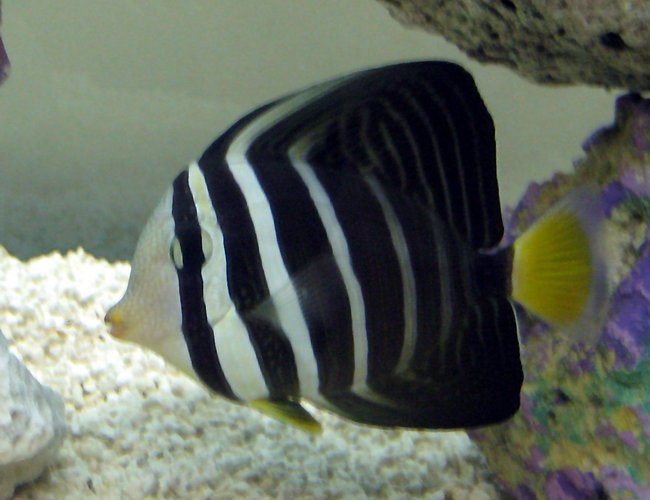 saltwater fish - zebrasoma veliferum - sailfin tang stocking in 55 gallons tank - My Sailfin Tang 5-6 inches saltwater fish - zebrasoma veliferum - sailfin tang stocking in 55 gallons tank - My Sailfin Tang 5-6 inches