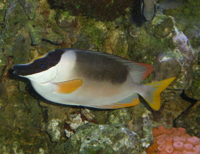 saltwater fish - siganus magnifica - magnificent foxface stocking in 144 gallons tank - Majestic Foxface saltwater fish - siganus magnifica - magnificent foxface stocking in 144 gallons tank - Majestic Foxface