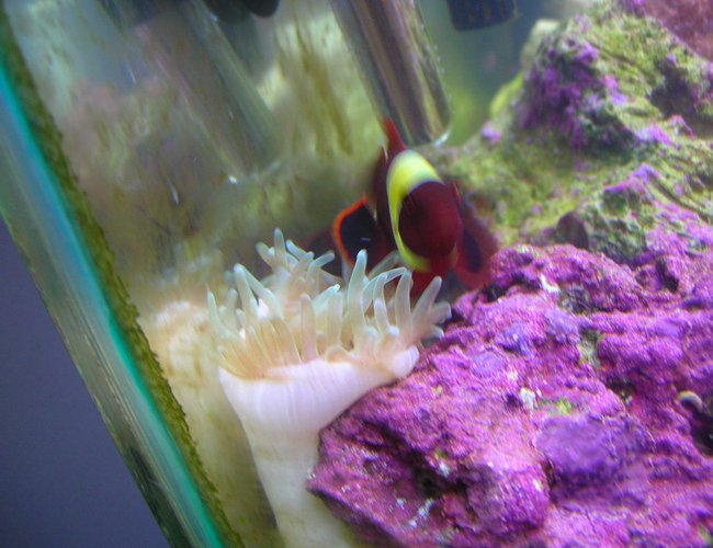 saltwater fish - premnas biaculeatus - yellowstripe maroon clownfish stocking in 125 gallons tank - maroon clown saltwater fish - premnas biaculeatus - yellowstripe maroon clownfish stocking in 125 gallons tank - maroon clown