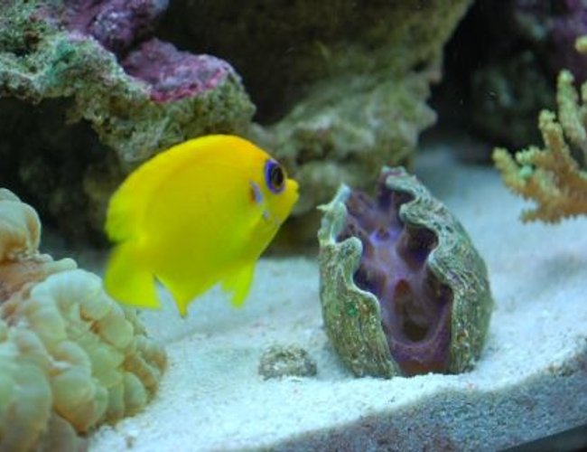 saltwater fish - centropyge flavissima - lemonpeel angelfish stocking in 60 gallons tank - Lemon Peel (Mercedes) saltwater fish - centropyge flavissima - lemonpeel angelfish stocking in 60 gallons tank - Lemon Peel (Mercedes)