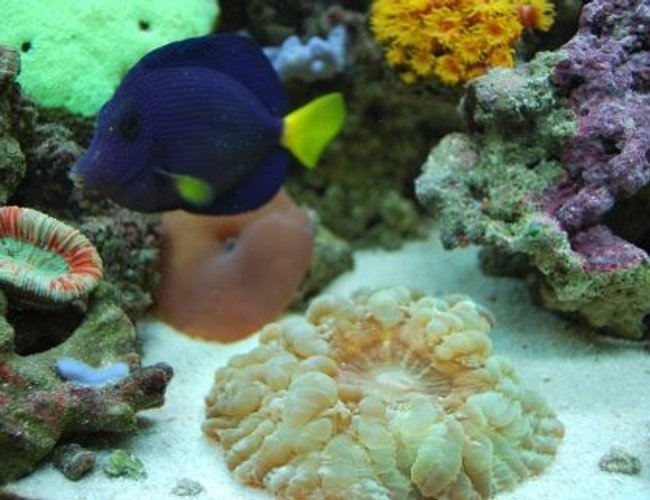 saltwater fish - zebrasoma xanthurum - purple tang stocking in 60 gallons tank - Scolenia is taking over the tank after a few weeks saltwater fish - zebrasoma xanthurum - purple tang stocking in 60 gallons tank - Scolenia is taking over the tank after a few weeks