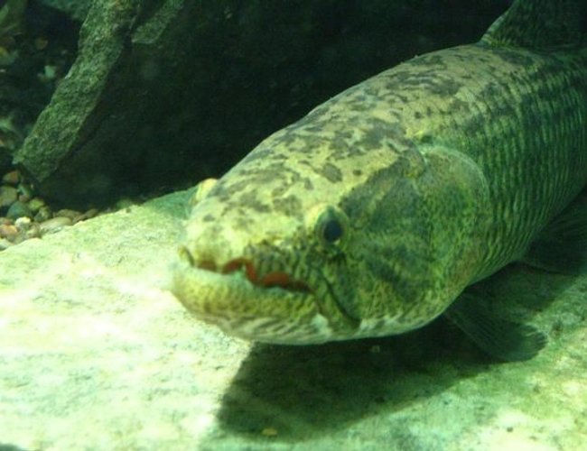 saltwater fish - anarhichas lupus - atlantic wolffish stocking in 200 gallons tank - wolf fish saltwater fish - anarhichas lupus - atlantic wolffish stocking in 200 gallons tank - wolf fish