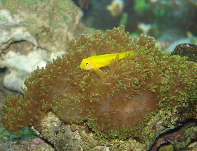 saltwater fish - gobiodon okinawae - clown goby, yellow stocking in 76 gallons tank - Goby hanging out saltwater fish - gobiodon okinawae - clown goby, yellow stocking in 76 gallons tank - Goby hanging out