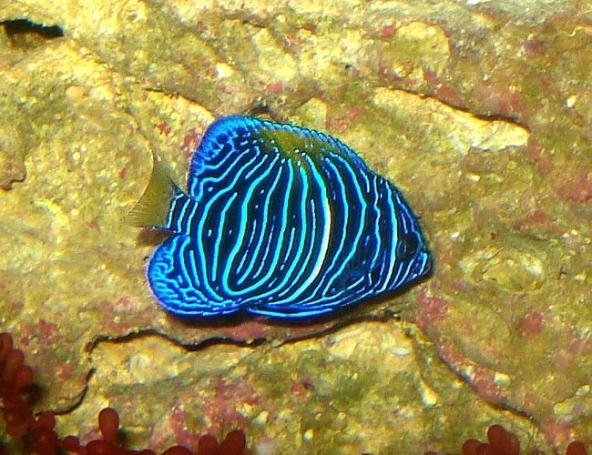 saltwater fish - pomacanthus xanthometopon - blueface angelfish stocking in 65 gallons tank - Juvenile Maculosus Angelfish saltwater fish - pomacanthus xanthometopon - blueface angelfish stocking in 65 gallons tank - Juvenile Maculosus Angelfish