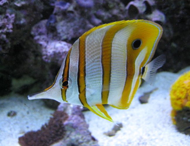 saltwater fish - chelmon rostratus - copperband butterflyfish stocking in 125 gallons tank - Copperbanded Butterflyfish saltwater fish - chelmon rostratus - copperband butterflyfish stocking in 125 gallons tank - Copperbanded Butterflyfish