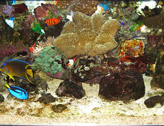saltwater fish - paracanthurus hepatus - blue tang stocking in 60 gallons tank - My Reef Tank saltwater fish - paracanthurus hepatus - blue tang stocking in 60 gallons tank - My Reef Tank