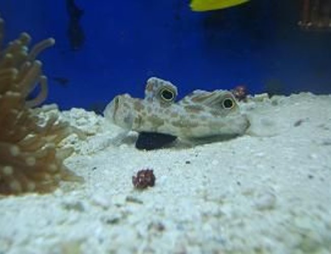 saltwater fish - signigobius biocellatus - two spot goby stocking in 55 gallons tank - This fish was a great itroduction to my tank. saltwater fish - signigobius biocellatus - two spot goby stocking in 55 gallons tank - This fish was a great itroduction to my tank.