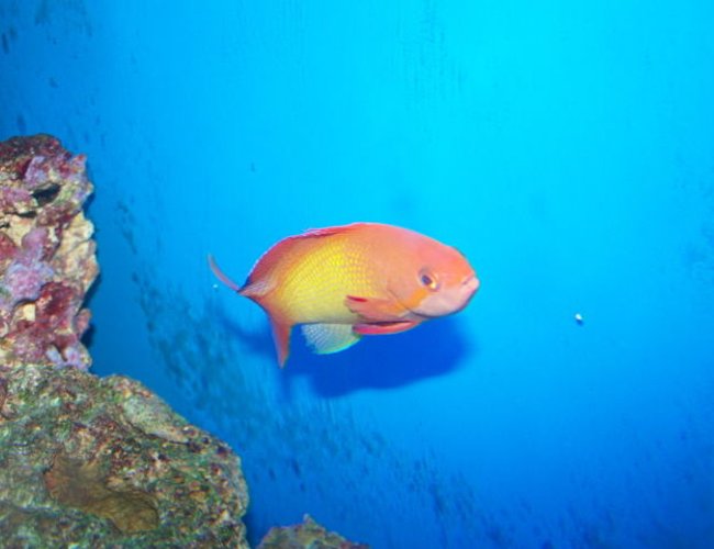 saltwater fish - pseudanthias squamipinnis - lyretail anthias stocking in 70 gallons tank - male squami anthias saltwater fish - pseudanthias squamipinnis - lyretail anthias stocking in 70 gallons tank - male squami anthias