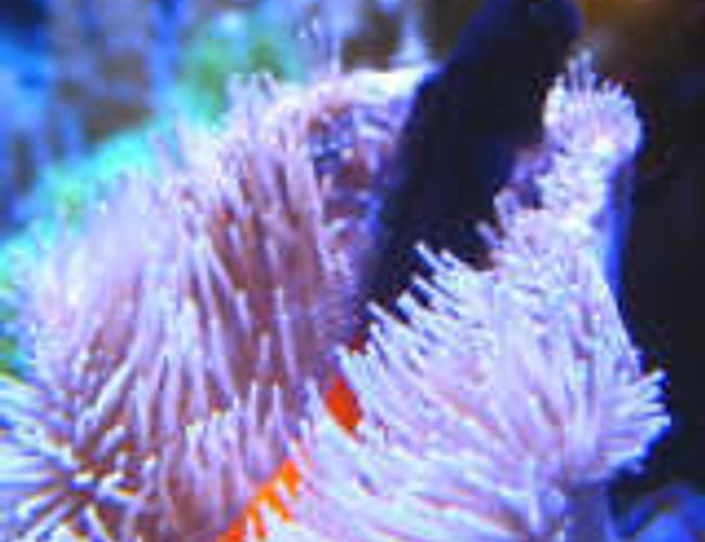 saltwater fish - ecsenius bicolor - bicolor blenny stocking in 46 gallons tank - Blenny saltwater fish - ecsenius bicolor - bicolor blenny stocking in 46 gallons tank - Blenny