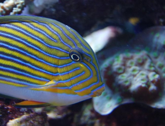 saltwater fish - acanthurus lineatus - clown tang stocking in 210 gallons tank - Acanthurus lineatus saltwater fish - acanthurus lineatus - clown tang stocking in 210 gallons tank - Acanthurus lineatus