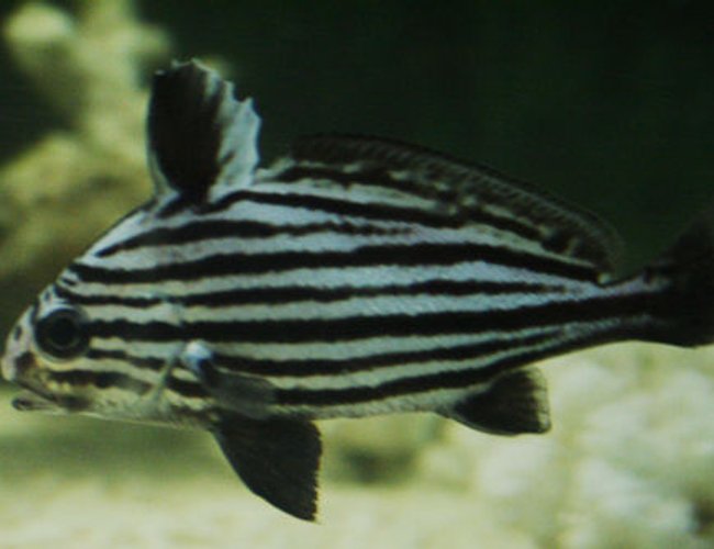 saltwater fish - equetus acuminatus - hi-hat stocking in 220 gallons tank - High Hat or Jack knife fish saltwater fish - equetus acuminatus - hi-hat stocking in 220 gallons tank - High Hat or Jack knife fish