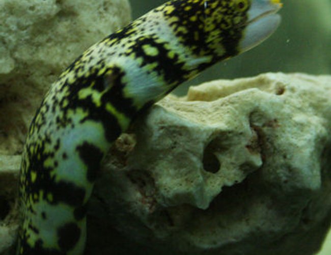 saltwater fish - echidna nebulosa - snowflake eel stocking in 220 gallons tank - Snowflake Moray Eel. My favorite out of all the tank inhabitants! saltwater fish - echidna nebulosa - snowflake eel stocking in 220 gallons tank - Snowflake Moray Eel. My favorite out of all the tank inhabitants!