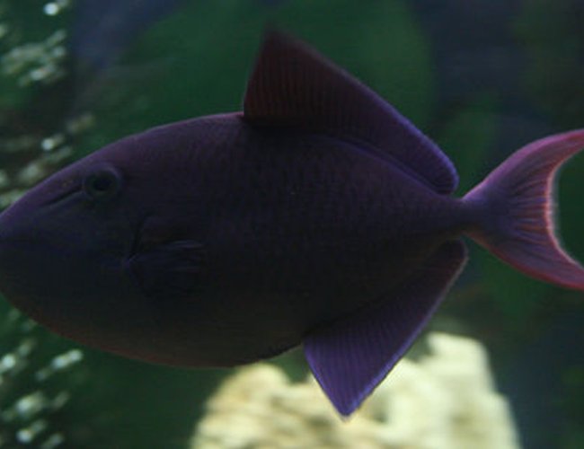 saltwater fish - odonus niger - niger triggerfish stocking in 220 gallons tank - Red Tooth Trigger Fish or Niger Trigger
Beautiful colours, day and night saltwater fish - odonus niger - niger triggerfish stocking in 220 gallons tank - Red Tooth Trigger Fish or Niger Trigger
Beautiful colours, day and night