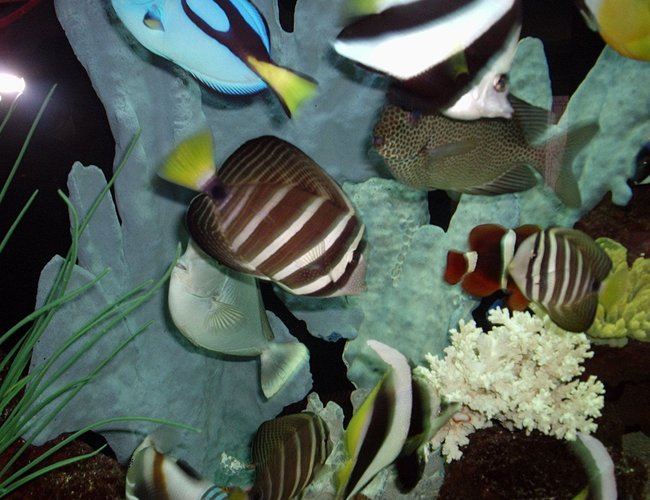 saltwater fish - zebrasoma veliferum - sailfin tang stocking in 200 gallons tank - fish at one year saltwater fish - zebrasoma veliferum - sailfin tang stocking in 200 gallons tank - fish at one year