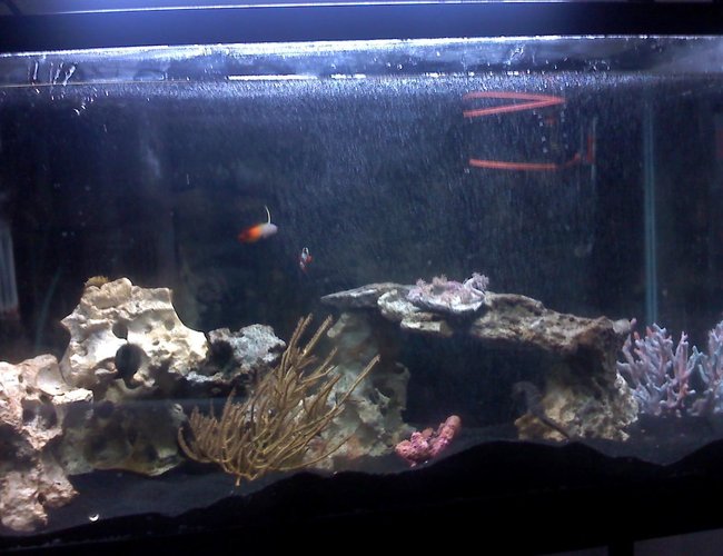 saltwater fish - nemateleotris magnifica - firefish stocking in 30 gallons tank - My tank, of course I can't get everyone to stay still at once, so excuse the poor quality. ;) saltwater fish - nemateleotris magnifica - firefish stocking in 30 gallons tank - My tank, of course I can't get everyone to stay still at once, so excuse the poor quality. ;)