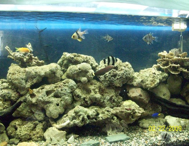 saltwater fish - dascyllus melanurus - four stripe damselfish stocking in 60 gallons tank - updated saltwater fish - dascyllus melanurus - four stripe damselfish stocking in 60 gallons tank - updated