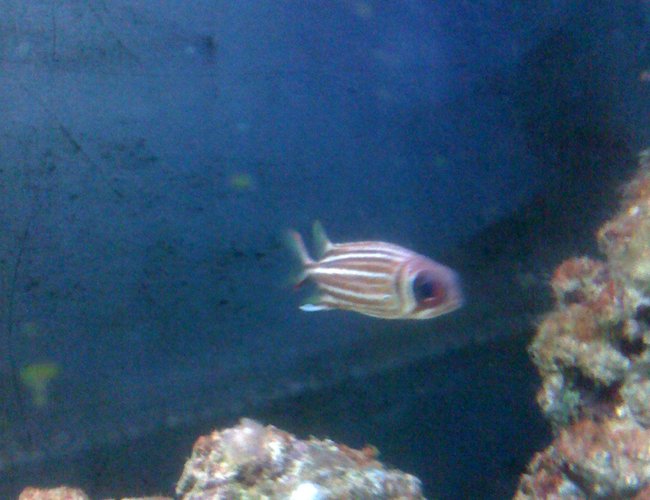 saltwater fish - sargocentron xantherythrum - squirrelfish, striped stocking in 43 gallons tank - this is pop-eye my squirrel fish! (sorry for the bits of alge) saltwater fish - sargocentron xantherythrum - squirrelfish, striped stocking in 43 gallons tank - this is pop-eye my squirrel fish! (sorry for the bits of alge)