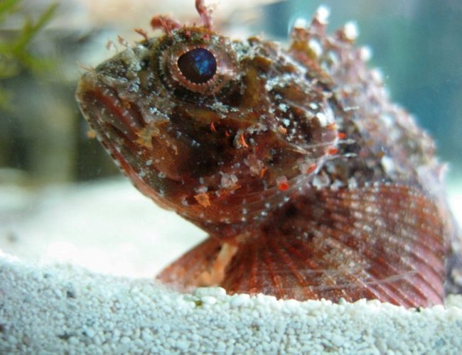saltwater fish - parablennius sp. - horned blenny stocking in 120 gallons tank - Kray-Z Stonefish saltwater fish - parablennius sp. - horned blenny stocking in 120 gallons tank - Kray-Z Stonefish