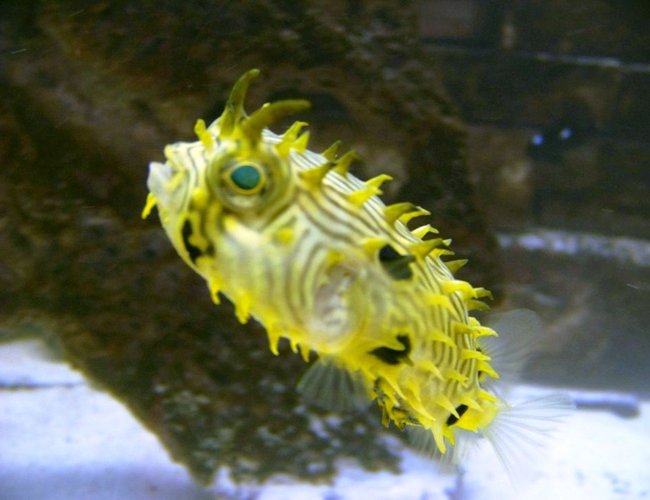 saltwater fish - chilomycterus schoepfi - spiny box puffer stocking in 120 gallons tank - Spiny Box Puffer saltwater fish - chilomycterus schoepfi - spiny box puffer stocking in 120 gallons tank - Spiny Box Puffer
