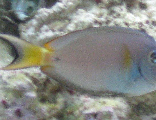 saltwater fish - acanthurus leucocheilus - white face tang stocking in 75 gallons tank - Rare Juvenile Acanthurus Leucocheilus AKA Pale Lipped Surgeon Fish saltwater fish - acanthurus leucocheilus - white face tang stocking in 75 gallons tank - Rare Juvenile Acanthurus Leucocheilus AKA Pale Lipped Surgeon Fish