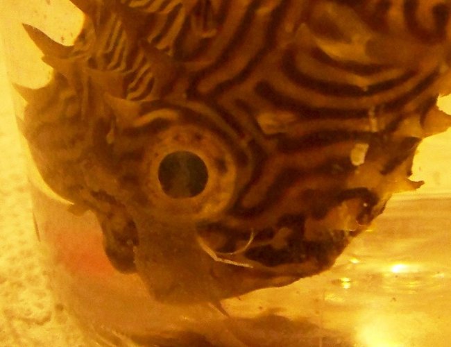saltwater fish - chilomycterus schoepfi - spiny box puffer stocking in 120 gallons tank - Parasite? saltwater fish - chilomycterus schoepfi - spiny box puffer stocking in 120 gallons tank - Parasite?