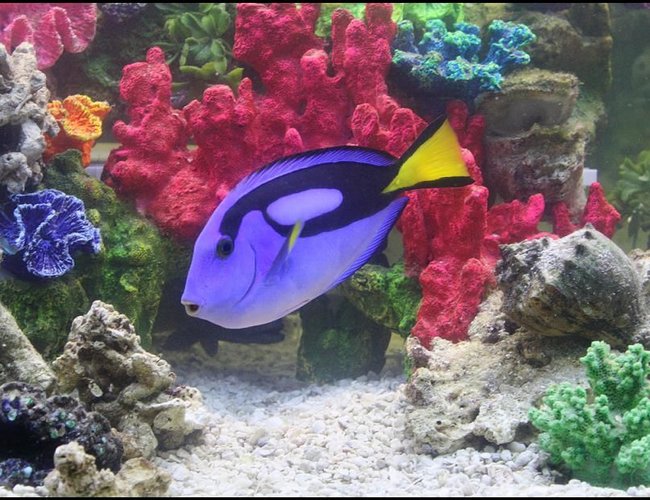 saltwater fish - paracanthurus hepatus - blue tang stocking in 75 gallons tank - Blue Hippo Tang saltwater fish - paracanthurus hepatus - blue tang stocking in 75 gallons tank - Blue Hippo Tang