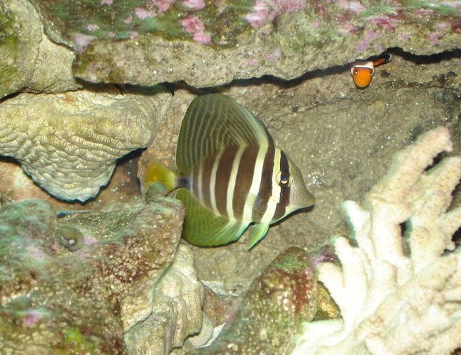 saltwater fish - zebrasoma veliferum - sailfin tang stocking in 76 gallons tank - Sailfin Tang and Nemo peeking out! saltwater fish - zebrasoma veliferum - sailfin tang stocking in 76 gallons tank - Sailfin Tang and Nemo peeking out!