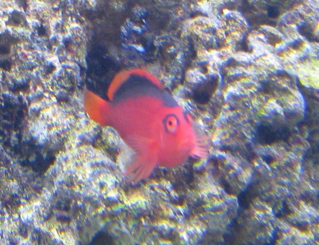saltwater fish - neocirrhitus armatus - flame hawkfish stocking in 500 gallons tank - My Flame Hawk Chilling on his favorite perch.. saltwater fish - neocirrhitus armatus - flame hawkfish stocking in 500 gallons tank - My Flame Hawk Chilling on his favorite perch..