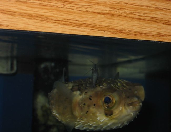saltwater fish - diodon holocanthus - porcupine puffer stocking in 75 gallons tank - Brine shrimp taking a free ride, but not for long!!!! saltwater fish - diodon holocanthus - porcupine puffer stocking in 75 gallons tank - Brine shrimp taking a free ride, but not for long!!!!