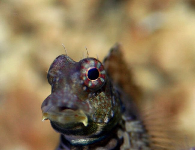 saltwater fish - salarias ramosus - starry blenny stocking in 90 gallons tank - Blenny saltwater fish - salarias ramosus - starry blenny stocking in 90 gallons tank - Blenny