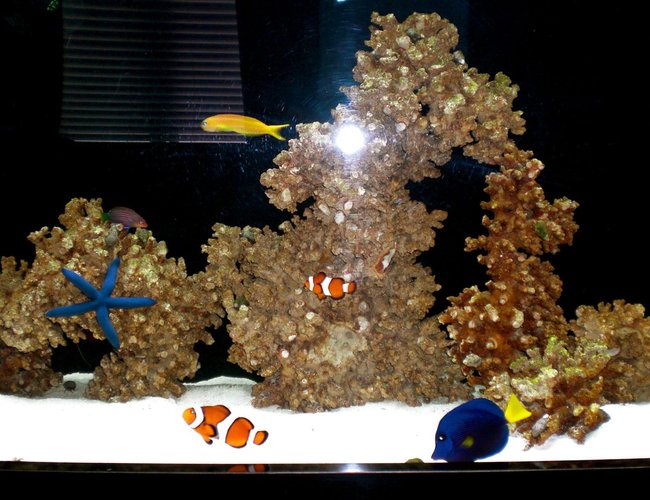 saltwater fish - amphiprion percula - true percula clownfish stocking in 50 gallons tank - Full tank picture saltwater fish - amphiprion percula - true percula clownfish stocking in 50 gallons tank - Full tank picture