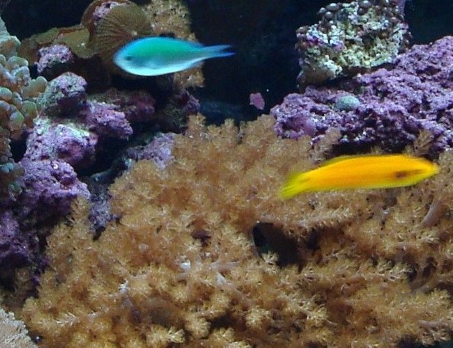 saltwater fish - chromis viridis - blue/green reef chromis stocking in 125 gallons tank - 75 gallon reef saltwater fish - chromis viridis - blue/green reef chromis stocking in 125 gallons tank - 75 gallon reef