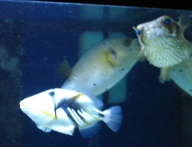 saltwater fish - rhinecanthus aculeatus - humu picasso triggerfish stocking in 75 gallons tank - Three Amigos saltwater fish - rhinecanthus aculeatus - humu picasso triggerfish stocking in 75 gallons tank - Three Amigos