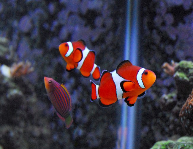 saltwater fish - amphiprion ocellaris - ocellaris clownfish stocking in 29 gallons tank - My fish are photogenic...but I need a macro lens like crazy. They pose for me...as you see. :) saltwater fish - amphiprion ocellaris - ocellaris clownfish stocking in 29 gallons tank - My fish are photogenic...but I need a macro lens like crazy. They pose for me...as you see. :)