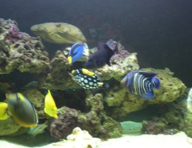 saltwater fish - balistoides conspicillum - clown triggerfish stocking in 90 gallons tank - Some of my fish Hanging out. saltwater fish - balistoides conspicillum - clown triggerfish stocking in 90 gallons tank - Some of my fish Hanging out.