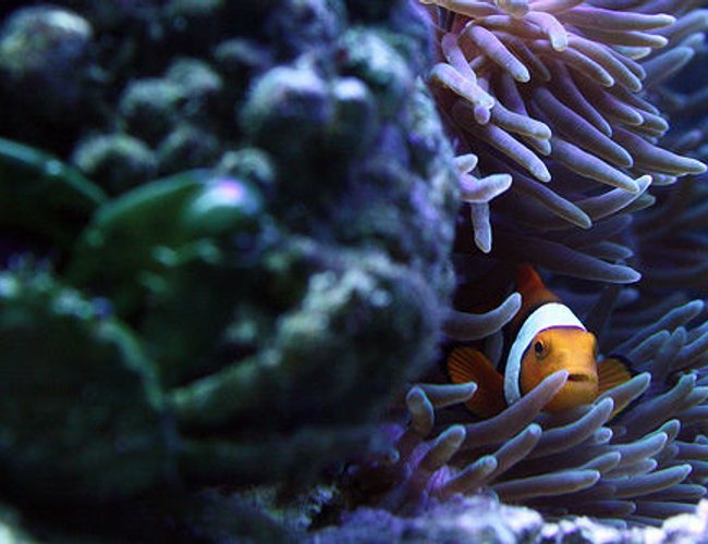 saltwater fish - amphiprion percula - true percula clownfish stocking in 29 gallons tank - Peek-a-boo Nemo. Notice the Green Emerald Crab in the front saltwater fish - amphiprion percula - true percula clownfish stocking in 29 gallons tank - Peek-a-boo Nemo. Notice the Green Emerald Crab in the front
