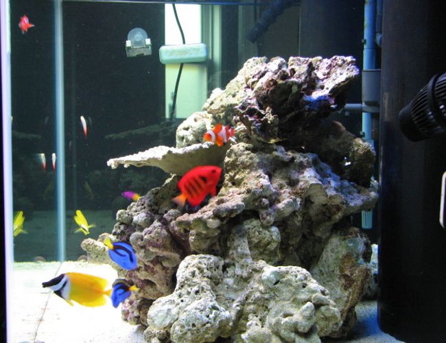 saltwater fish - centropyge loriculus - flame angelfish stocking in 125 gallons tank - after meal saltwater fish - centropyge loriculus - flame angelfish stocking in 125 gallons tank - after meal