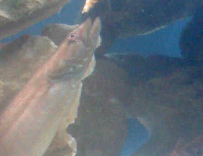 saltwater fish - congrogadus subducens - wolf eel stocking in 310 gallons tank - Me hand feeding my eel. saltwater fish - congrogadus subducens - wolf eel stocking in 310 gallons tank - Me hand feeding my eel.