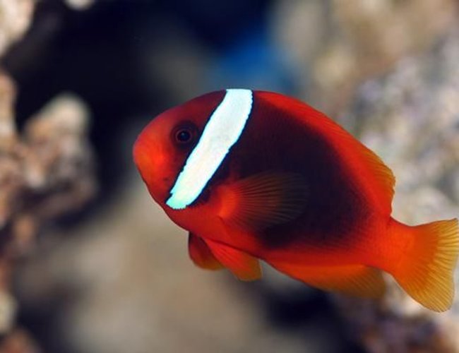 saltwater fish - amphiprion frenatus - tomato clownfish stocking in 90 gallons tank - Tomato Clown saltwater fish - amphiprion frenatus - tomato clownfish stocking in 90 gallons tank - Tomato Clown