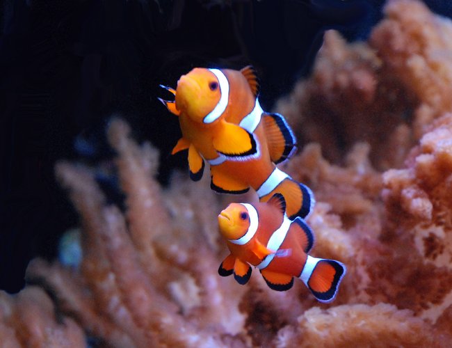 saltwater fish - amphiprion percula - true percula clownfish stocking in 125 gallons tank - Percula clown pair saltwater fish - amphiprion percula - true percula clownfish stocking in 125 gallons tank - Percula clown pair