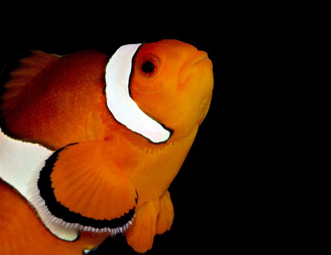 saltwater fish - amphiprion percula - true percula clownfish stocking in 125 gallons tank - Percula Clown saltwater fish - amphiprion percula - true percula clownfish stocking in 125 gallons tank - Percula Clown