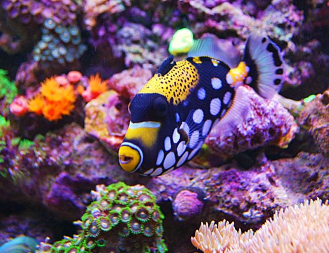 saltwater fish - balistoides conspicillum - clown triggerfish stocking in 135 gallons tank - Clown Trigger saltwater fish - balistoides conspicillum - clown triggerfish stocking in 135 gallons tank - Clown Trigger