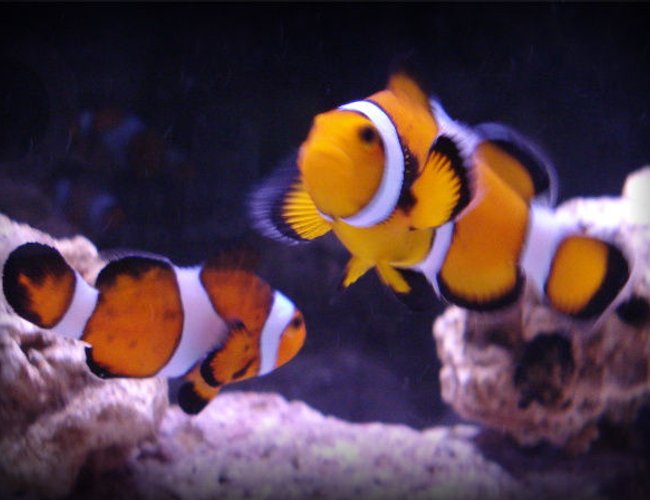 saltwater fish - amphiprion percula - true percula clownfish stocking in 20 gallons tank - A better picture of my clownfish, Ruth and Francis. saltwater fish - amphiprion percula - true percula clownfish stocking in 20 gallons tank - A better picture of my clownfish, Ruth and Francis.